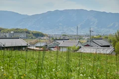 橿原のブドウ畑と山々