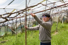 手作業で害虫を駆除する