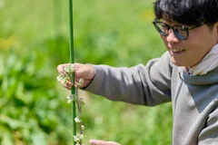 ブドウの苗を植える木谷さん